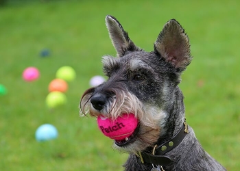 Palline per cani pink