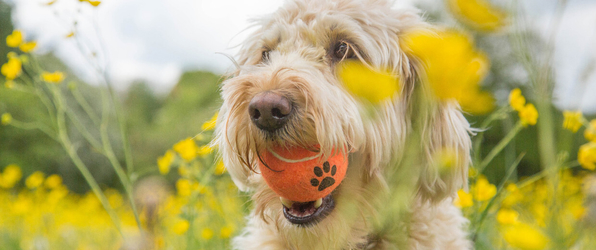 pallina da tennis per cani arancione